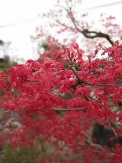 写真 2020-04-17 15 25 32.jpg